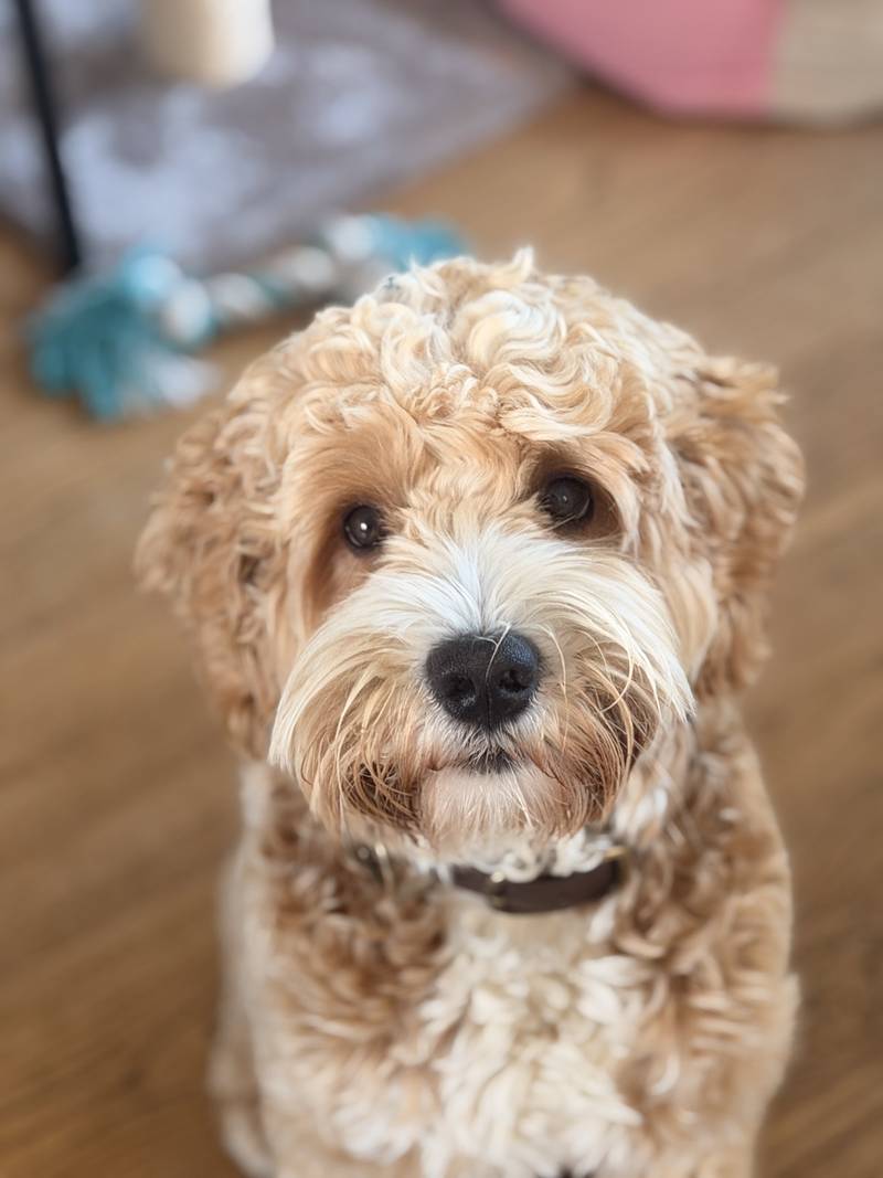 Our curly, light-brown dog looking up at the camera.